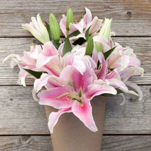 pink-and-white-oriental-lilies